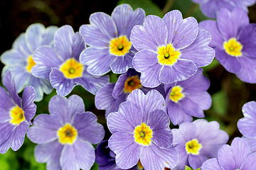 Image showing blue flowers