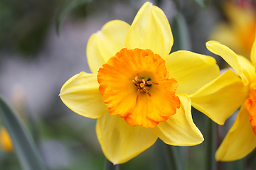 Image showing Daffodil  (Narcissus)