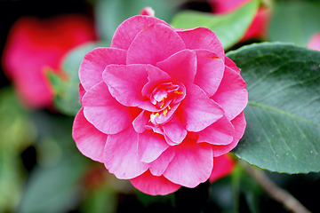 Image showing Camellia  (Camellia japonica)