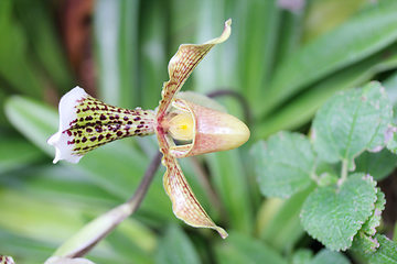 Image showing Orchids (Orchidaceae)