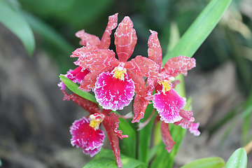 Image showing Orchids (Orchidaceae)