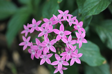 Image showing blue flowers