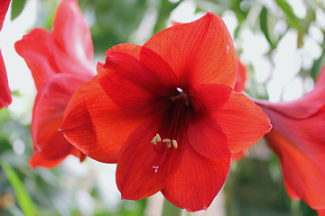 Image showing Hibiscus    (Hibiscus)