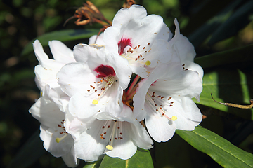 Image showing Hibiscus    (Hibiscus)