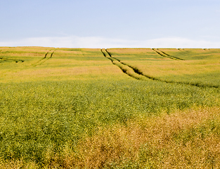 Image showing field full of rapeseed i