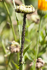 Image showing aphid and calendula