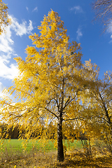 Image showing beautiful birch foliage