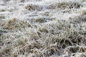 Image showing wild field with grass