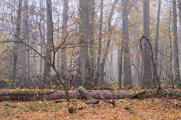 Image showing Misty morning in autumnal forest