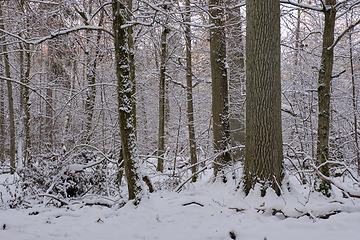 Image showing Wintertime landscape of snowy deciduous stand