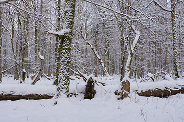 Image showing Wintertime landscape of snowy deciduous stand