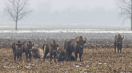 Image showing European bison (Bison bonasus) herd