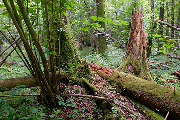 Image showing Morning in deciduous forest