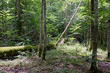 Image showing Misty sunrise morning in deciduous forest