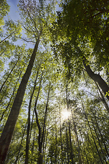 Image showing growing trees