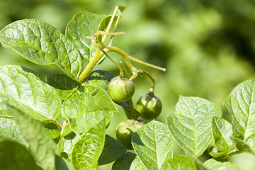 Image showing potato flower fruit