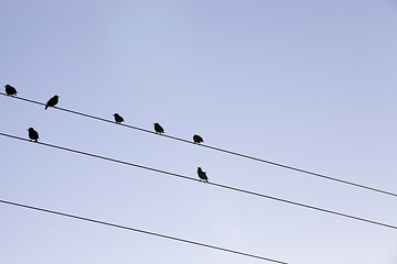 Image showing birds sitting