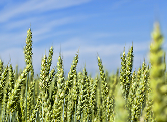 Image showing natural green ears of wheat