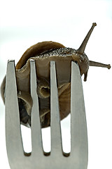 Image showing Snail dinner