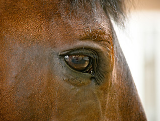 Image showing Horses eye