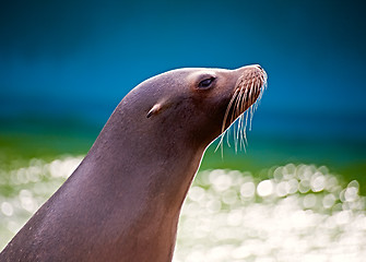 Image showing Sea lion