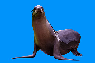 Image showing A sea lion isolated