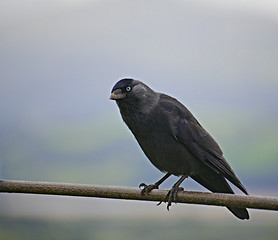 Image showing Hooded crow