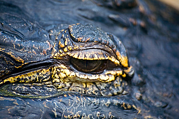 Image showing Alligator eye