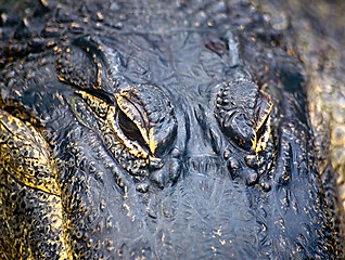 Image showing Alligator eyes