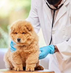 Image showing Man hands, puppy health and vet for clinic, medical and animal support with gloves. Pet, expert exam and veterinarian employee with a cute dog and professional with chow chow dogs care at job