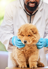 Image showing Man, vet and check of puppy at clinic, medical and animal support with a smile. Happy, African male person expert and veterinarian with a cute chow chow dog and professional with care at job