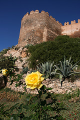 Image showing Yellow rose in Almeria