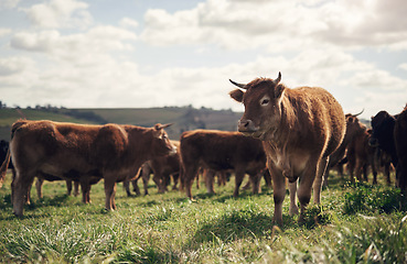 Image showing Agriculture, cows and farm with grass, group and field of green and calm countryside in nature. Cattle, sustainable farming and animals of beef industry, meat or cow on pasture, meadow or environment