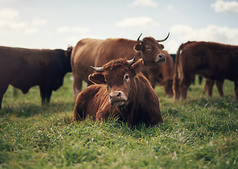 Image showing Cow, agriculture and farm landscape with grass, field of green and calm countryside nature. Cattle, sustainable farming and animals for beef industry, meat or cows on pasture, meadow or environment