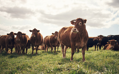 Image showing Cows, farm and agriculture landscape with grass, field of green and calm countryside nature. Cattle, sustainable farming and animals for beef industry, meat or cow on pasture, meadow or environment