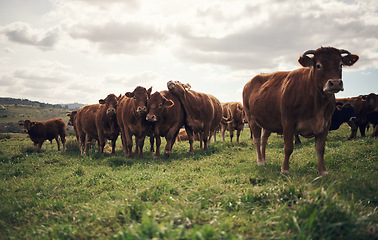 Image showing Cow, landscape and agriculture farm with grass, field of green and calm countryside nature. Cattle, sustainable farming and animals for beef industry, meat or cows on pasture, meadow or environment