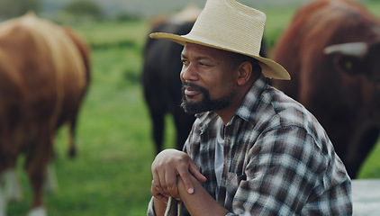 Image showing Field, man farmer and sitting thinking by farm with cows on grass in the background. Agriculture or countryside, sustainability or eco friendly and happy person brainstorming with cattle or animals