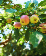 Image showing Closeup, apple and tree for farming, growth and fruit in nature for agriculture, food or spring for harvest. Apples, fruits and leaves at farm, trees and production in summer, countryside or orchard