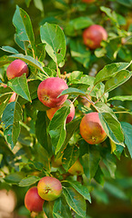 Image showing Closeup, apple and tree at farm, growth and fruit in nature for agriculture, food or spring for harvest. Apples, fruits and leaves with farming, trees and production in summer, countryside or orchard