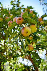 Image showing Closeup, apple and trees at farm, growth and fruit in nature for agriculture, food or spring for harvest. Apples, fruits and leaves with sustainable farming, tree and summer in countryside at orchard