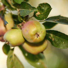 Image showing Nature, fruit and apple on trees in farm for agriculture, orchard farming and harvesting. Countryside, sustainability and closeup of green apples on branch for organic, healthy and natural produce