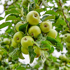 Image showing Nature, green and apple growing on trees in orchard for agriculture, farming and harvesting. Natural food, sustainability and closeup of green apples on branch for organic, healthy and ripe fruit