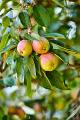Image showing Closeup, apple and trees for farming, growth and fruit in nature for agriculture, food or spring for harvest. Apples, fruits and leaves with sustainable farm, tree or summer in countryside at orchard