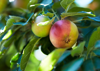 Image showing Nature, fruit and apple on trees for agriculture, orchard farming and harvesting on farm. Spring, sustainability and closeup of red and green apples on branch for organic, healthy and natural produce