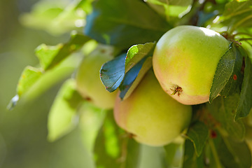 Image showing Nature, fruit and green apple on trees in farm for agriculture, orchard farming and harvesting. Countryside, sustainability and closeup of apples with leaf for organic, healthy and natural produce