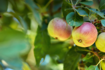 Image showing Forest, fruit and apple on trees in farm for agriculture, orchard farming and harvesting. Nature, sustainability and closeup of red and green apples on branch for organic, healthy and natural produce