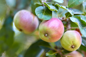 Image showing Garden, fruit and apple on trees in farm for agriculture, orchard farming and harvesting. Nature, sustainability and closeup of green and red apples on branch for organic, healthy and natural produce