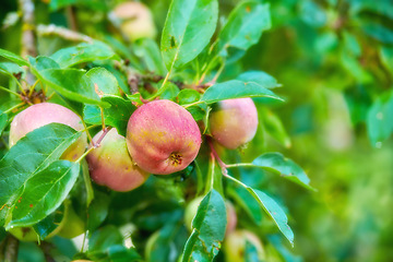 Image showing Trees, red and apple in nature for agriculture, farming and harvesting in spring on orchard. Food, sustainability and closeup of fresh apples growing for organic, healthy or natural produce in garden