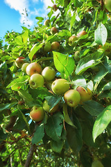 Image showing Orchard, fruit and apple on trees in farm for agriculture, farming and harvesting in nature. Countryside, garden and closeup of green or red apples on branch for organic, healthy and natural produce