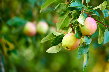 Image showing Forest, fruit and apple on trees in farm for agriculture, orchard farming and harvesting. Nature, sustainability and closeup of green apples grow on branch for organic, healthy and natural produce